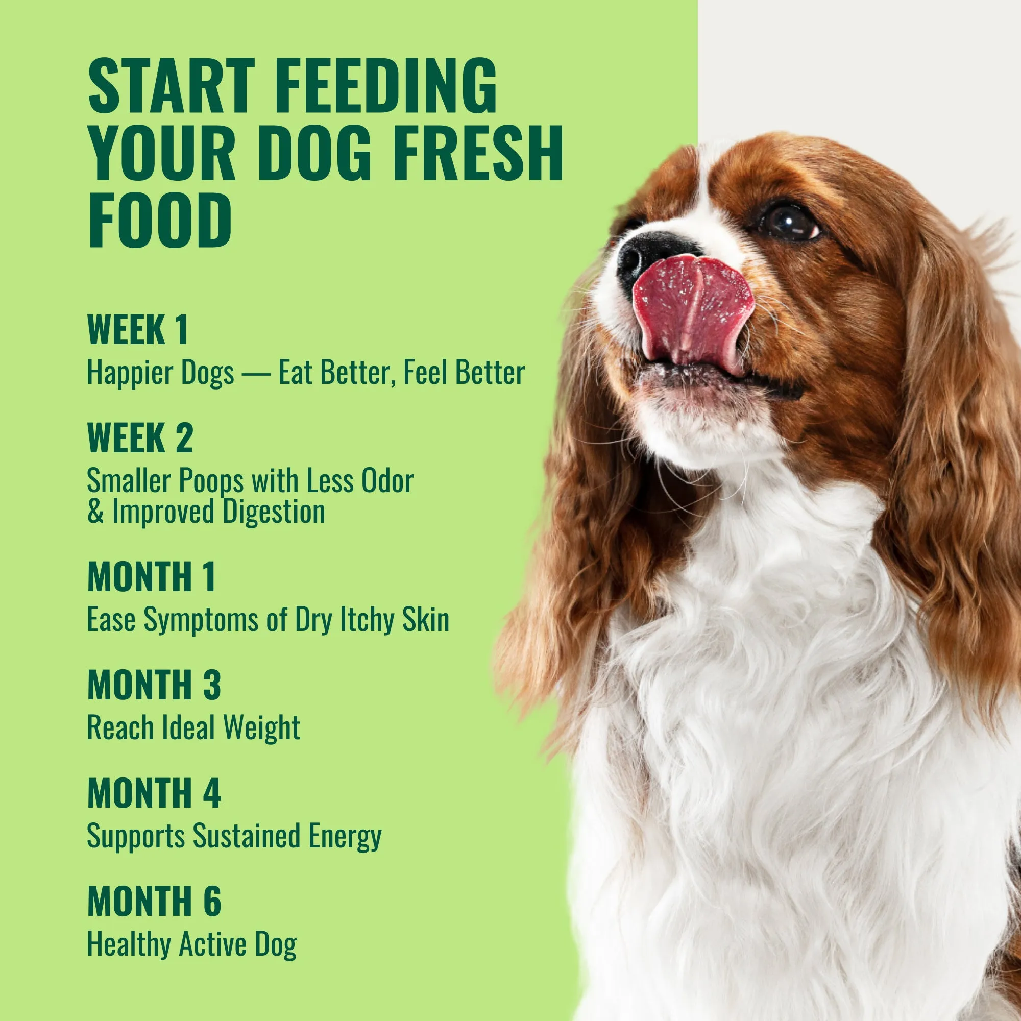 3 Vitamins For Homemade Dog Food