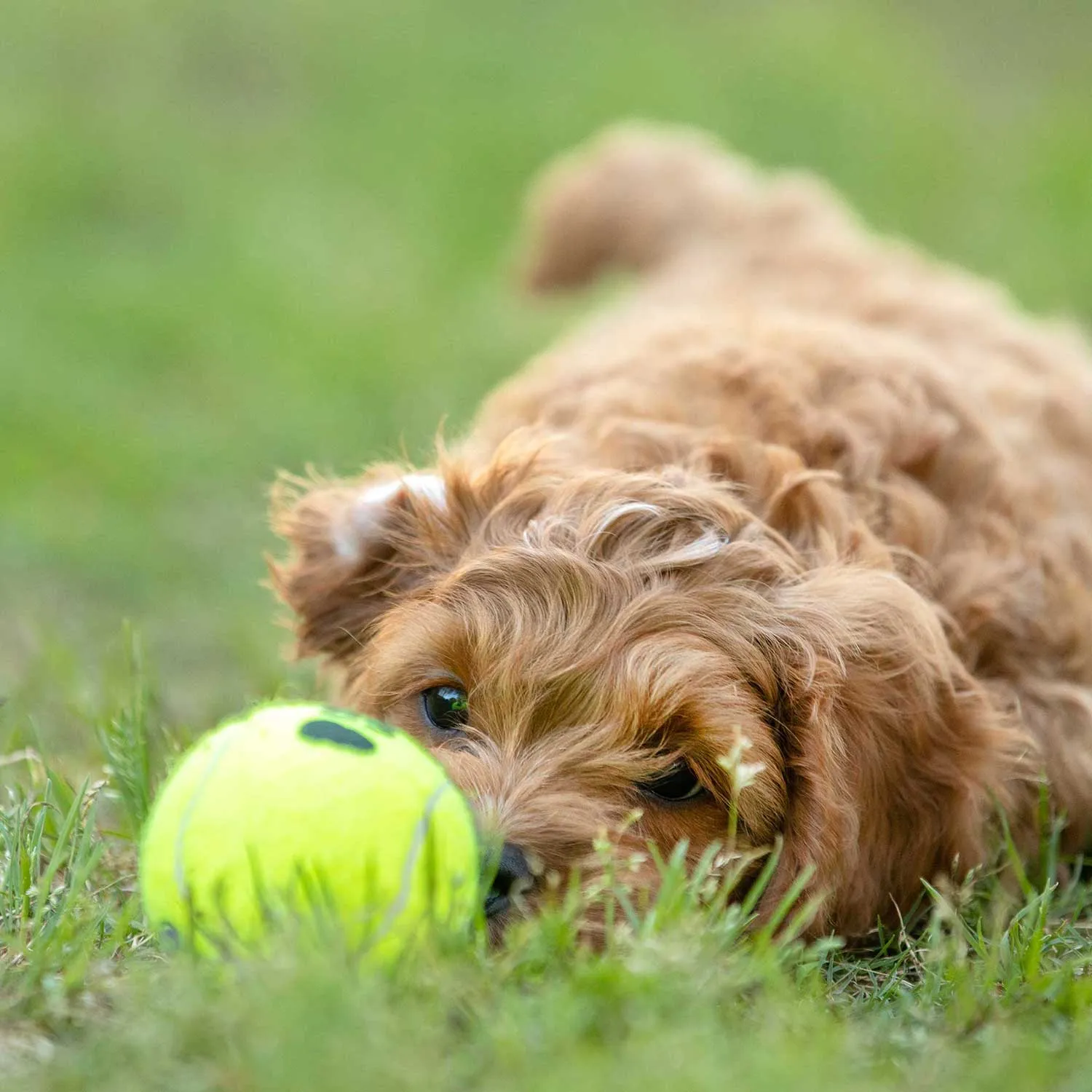 Air KONG Squeaker Tennis Balls