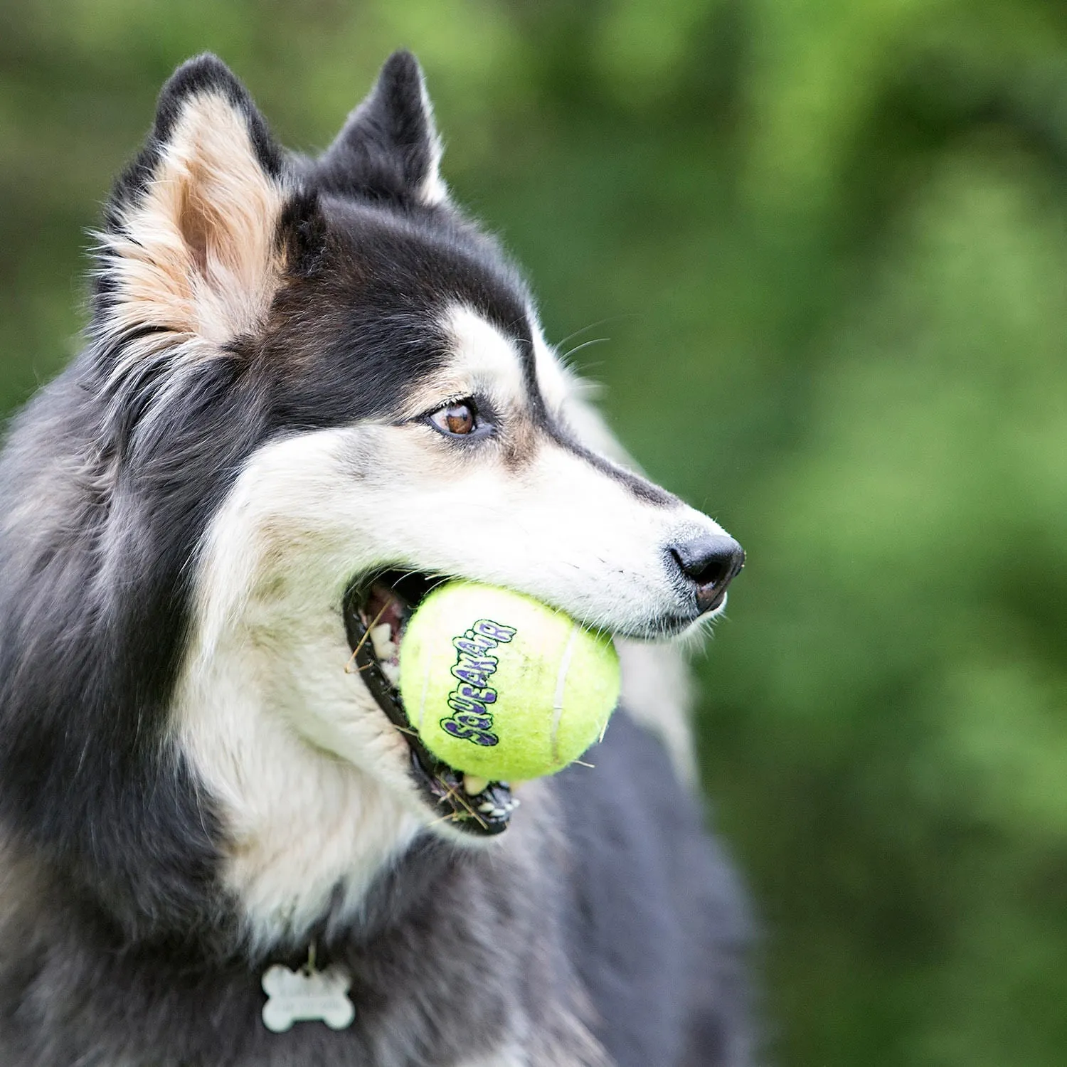 Air KONG Squeaker Tennis Balls