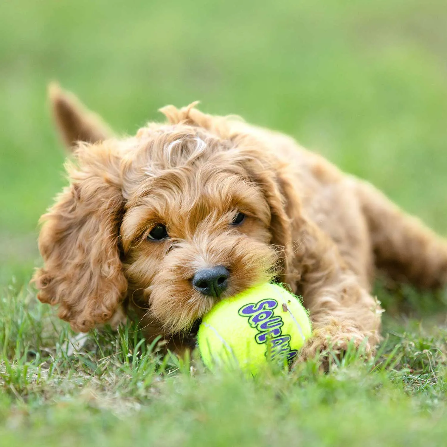 Air KONG Squeaker Tennis Balls