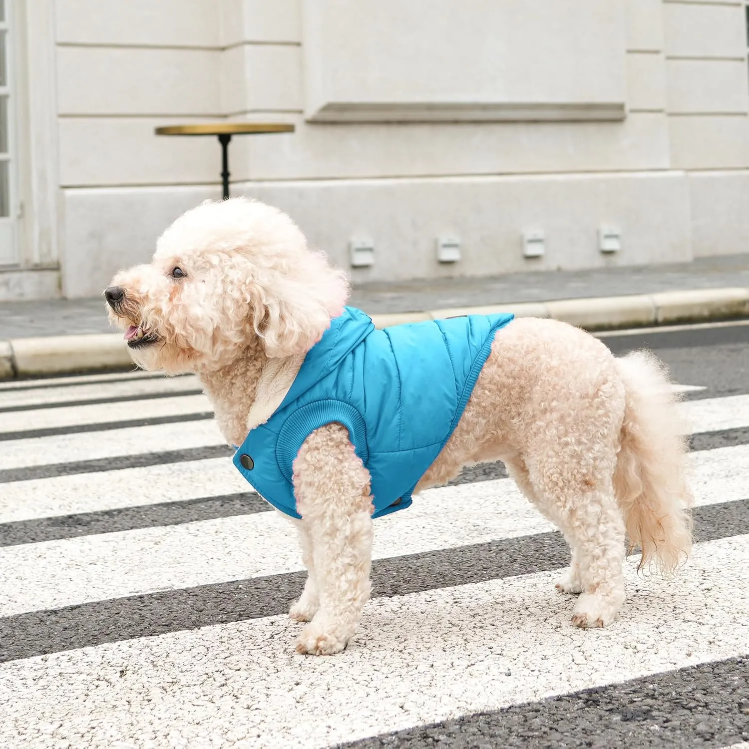 Fleece Lining Extra Warm Dog Hoodie in Winter for Small Dogs Jacket Puppy Coats with Hooded,Light Blue M