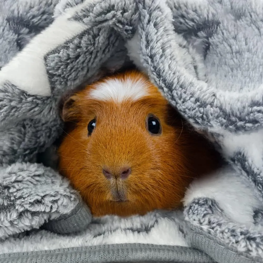 Guinea Pig Blanket (3 Pack) Ultra Soft Pet Fleece Blankets Warm Sleep Mat Flannel Sofa Cover for Dog Cat Hamster Rabbit Fluffy(S)