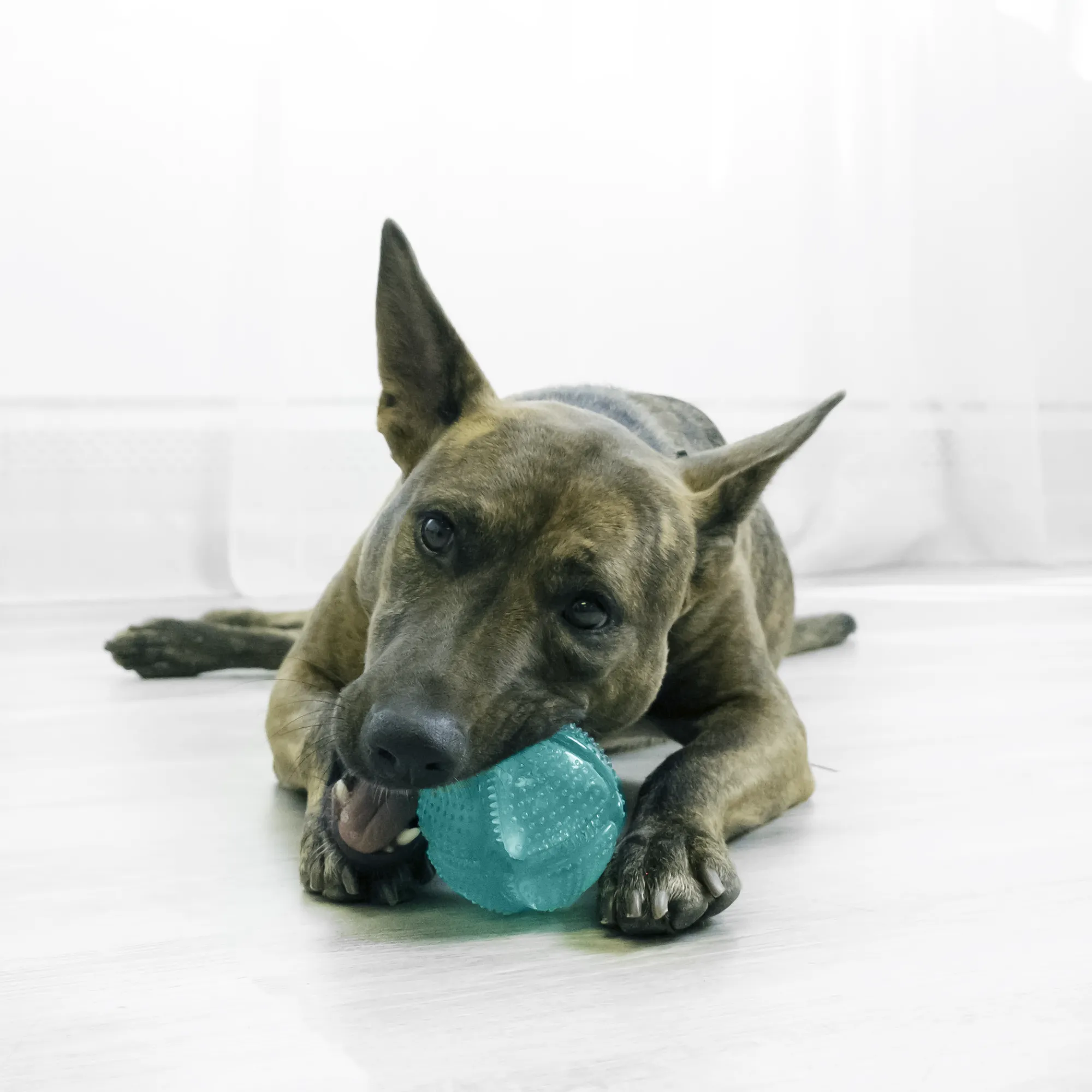 KONG DENTAL SQUEEZZ BALL M