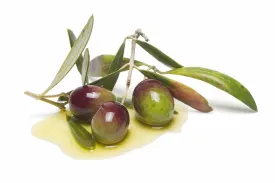 Pristine Olive Oil - Coratina